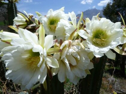 Trichocereus Peruvianus var Ancash (Peruvian Torch)  Seeds
