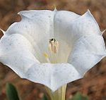 Datura Inoxia ?Belle Blanche? (SACRED DATURA) Seeds