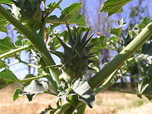 Datura Ferox (LONG-SPINED THORNAPPLE) Seeds