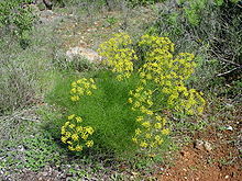 Foeniculum Vulgare (Fennel) ORGANIC Seeds