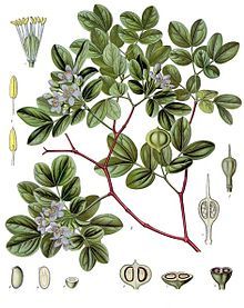 Guaiacum Officinale (Guaifenisin Tree) Seeds