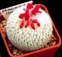 Epithelantha Micromeris (Button Cactus) Seeds