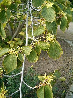 Hamamelis Virginiana (Witch Hazel) Seeds