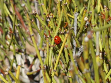 Ephedra Nevadensis (Mormon Tea) Seeds