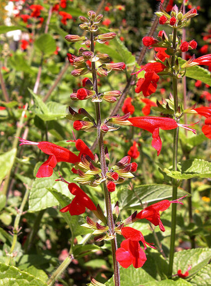 Salvia Coccinea (Scarlet Sage / Texas Sage) Seeds