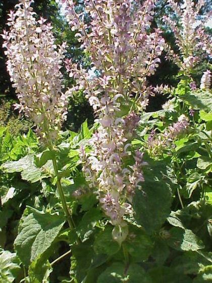 Salvia Sclarea (Clary Sage) Seeds