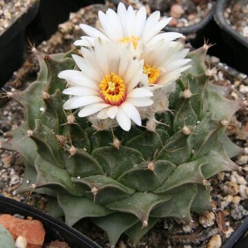Obregonia Denegrii (Artichoke Cactus) Seeds