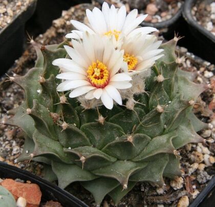 Obregonia Denegrii (Artichoke Cactus) Seeds