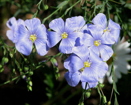 Linum Usitatissimum (Flax) Seeds
