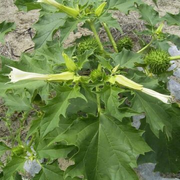 Datura Stramonium ?Pure White?  (JIMSON WEED) Seeds