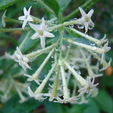 Cestrum Nocturnum  (NIGHT-BLOOMING JASMINE) Seeds