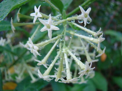 Cestrum Nocturnum  (NIGHT-BLOOMING JASMINE) Seeds