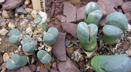 Lithops Meyeri Seeds