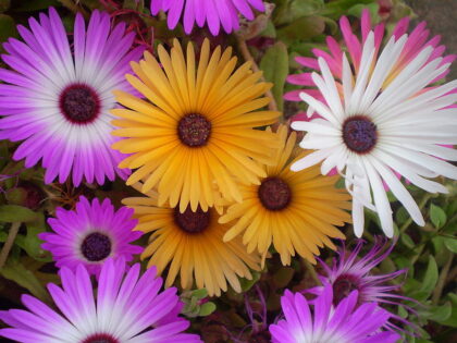 Dorotheanthus Bellidiformis (LIVINGSTONE DAISY) Seeds
