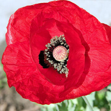 Papaver Glaucum (Turkish Tulip Poppy) Seeds