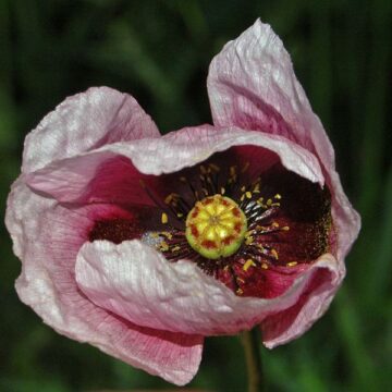 Papaver Setigerum (Poppy of Troy) Seeds
