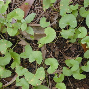 Centella Asiatica (GOTU KOLA) Seeds
