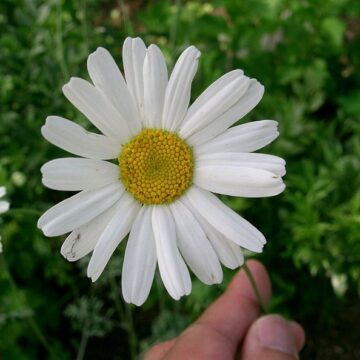 Tanacetum Cinerariifolium  (Pyrethrum) Seeds