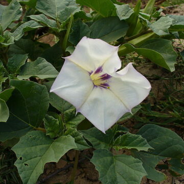 Datura Discolor (DESERT THORNAPPLE) Seeds