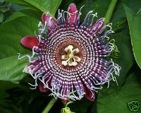 Passiflora Quadrangularis (Giant Grenadilla) Seeds