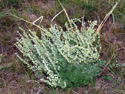 Artemisia Frigida (PRAIRIE SAGEWORT) Seeds