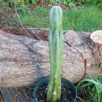 Trichocereus Bridgesii (Achuma Cactus / Bolivian Torch) Seeds