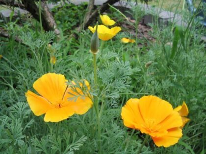 Eschscholzia Californica (California Poppy) Seeds