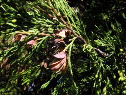 Calocedrus Decurrens  (INCENSE CEDAR) Seeds