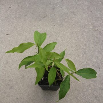 Banisteriopsis Caapi (Yage') "Cielo Strain" - Live Plant