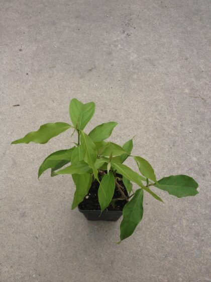 Banisteriopsis Caapi (Yage') "Cielo Strain" - Live Plant