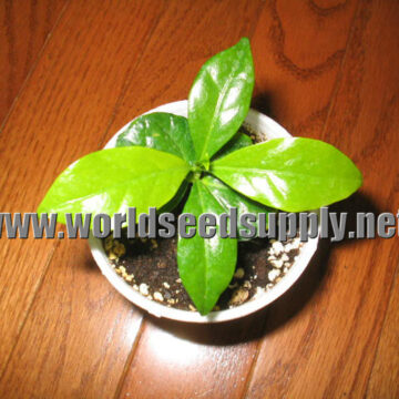 Coffea Kona (HAWAIIAN COFFEE) Seeds
