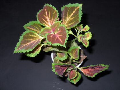 Coleus Blumei (Painted Nettle) - Live Plant