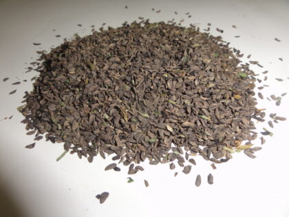 Pedicularis Grandiflora (Elephant Head Lousewort) Seeds