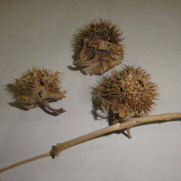 Datura Wrightii (SACRED DATURA / WESTERN JIMSONWEED) Seeds