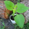 Leonotis Nepetifolia (Klip Dagga / Lion's Ear) - Live Plant