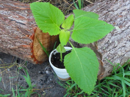 Leonotis Nepetifolia (Klip Dagga / Lion's Ear) - Live Plant