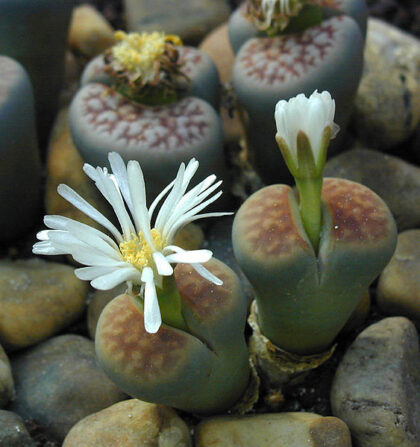 Lithops Karasmontana Seeds