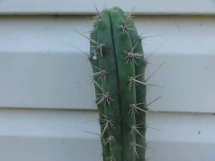 Trichocereus Peruvianus var Rio Lurin (Peruvian Torch)  Seeds