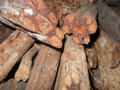 Banisteriopsis Caapi  (Yage, Peruvian Red) Vine Segments