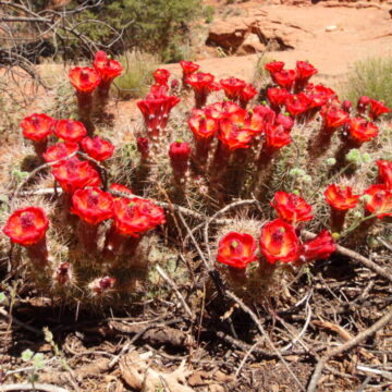 Echinocereus Triglochidiatus (Crimson Hedgehog Cactus) Seeds
