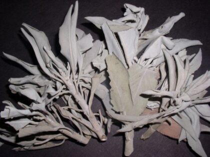 Salvia Apiana (White Sage) Foliage