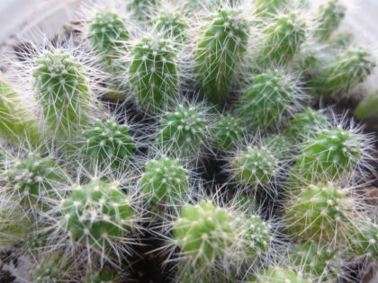 Trichocereus Spachianus (Gold Torch)  - Live Plant Seedling
