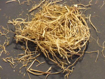 Spilanthes Acmella (Toothache Plant) Organic Root