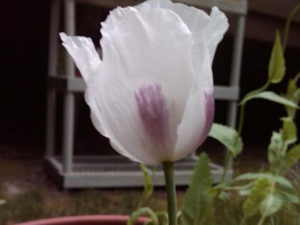 Papaver Somniferum (Tasmanian Poppy) Seeds