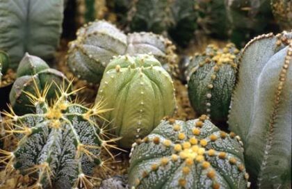Astrophytum Hybrid Mix Seeds