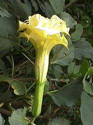 Datura Metel Double Yellow Seeds