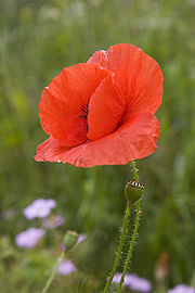 Papaver Rhoeas (Red Corn Poppy / Shirley Poppy) Seeds