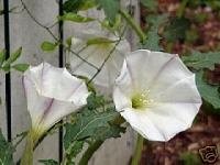 Datura Ceratocaula  (MOONFLOWER) Seeds