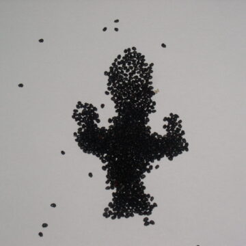 Trichocereus Glaucus Seeds