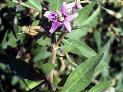 Lycium Barbarum (Goji Berry) - Live Plant